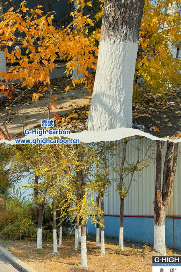 樹木著“白裳”，入冬先“梳妝”